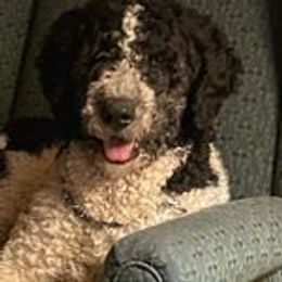 Willow - Bernedoodle