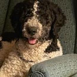 Willow - Bernedoodle