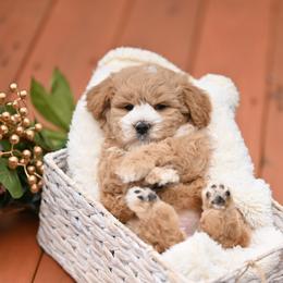 Hermes - Apricot male Maltipoo puppy in Deming, Washington from Heavenly Puppies to Love
