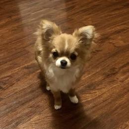 Chihuahua Puppies from Strawberry River Kennel