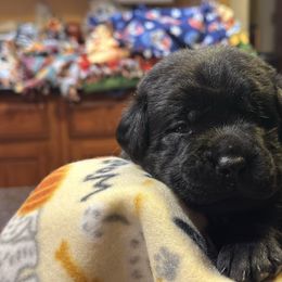 Boy 5 - Black male Labrador Retriever puppy in Fitchburg, Massachusetts from Sunny Hill Farm Labradors