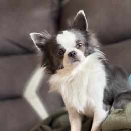 Clyde - Chihuahua