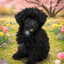 HP Red - Blue female Poodle puppy in Benson, North Carolina from A Bundle of Love