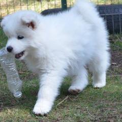 Samoyed Puppies from Silver Fox Samoyeds