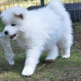 Samoyed Puppies from Silver Fox Samoyeds