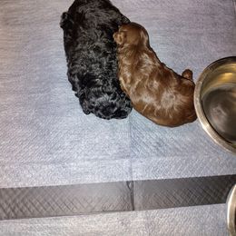 Pekingese and Poodle Puppies from Polk County Peekapoos