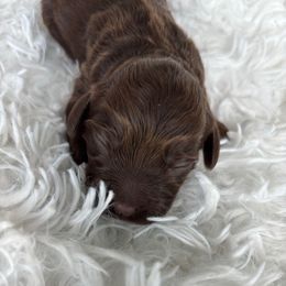 Bruno - Brown male Cockapoo puppy in Tampa, Florida from Designer Puppy Boutique