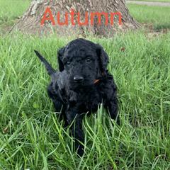 Double Doodle Puppies from Little Muddy Doodles
