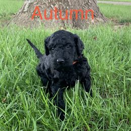 Double Doodle Puppies from Little Muddy Doodles