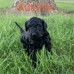 Double Doodle Puppies from Little Muddy Doodles