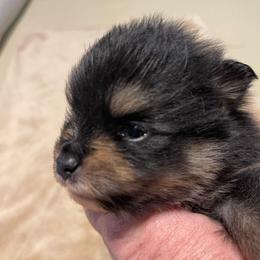 Boy 2 - Black and tan male Pomeranian puppy in Jamestown, California from Park Avenue Poms