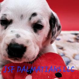 Lua Boy - Dalmatian puppy in Conrath, Wisconsin from JSF Dalmatians LLC