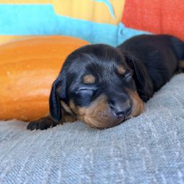 Jack (blue) - Black and tan male Dachshund puppy in Loris, South Carolina from Dogwood Mountain Dachshunds