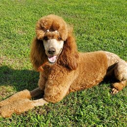 Rosie - Poodle