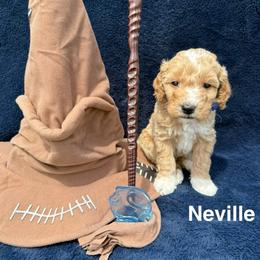 Neville - Apricot male Goldendoodle puppy in Conroe, Texas from Tails of Cypress