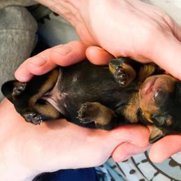 Ibizan Hound and Manchester Terrier Puppies from Dugualla