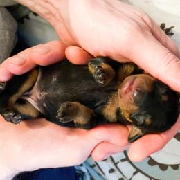 Ibizan Hound and Manchester Terrier Puppies from Dugualla