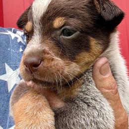 Boy 2 - Blue male Australian Cattle Dog puppy in Morton, Mississippi from Heart K Kennels