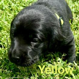 Yellow - Black female Labrador Retriever puppy in Blue Earth, Minnesota from K4 Kennels- British Labs