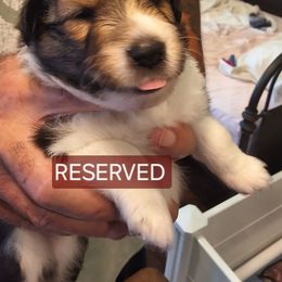 Shetland Sheepdog Puppies from Country Acres Shetland Sheepdogs