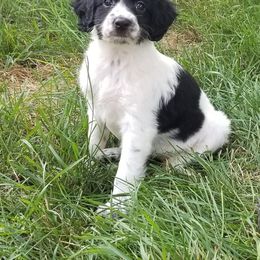 Companion Cross Puppies from Mandala Dogs