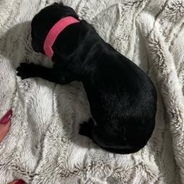 Pink collar - Pepper and salt female Giant Schnauzer puppy in Atoka, Oklahoma from Hannah's Haus & Farm
