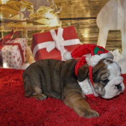 English Bulldog and Great Dane Puppies from Macnaughty Bulldogs
