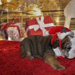 English Bulldog and Great Dane Puppies from Macnaughty Bulldogs