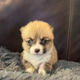 MO-F01 - Red female Pembroke Welsh Corgi puppy in Stockton, Iowa from Infinity Corgis