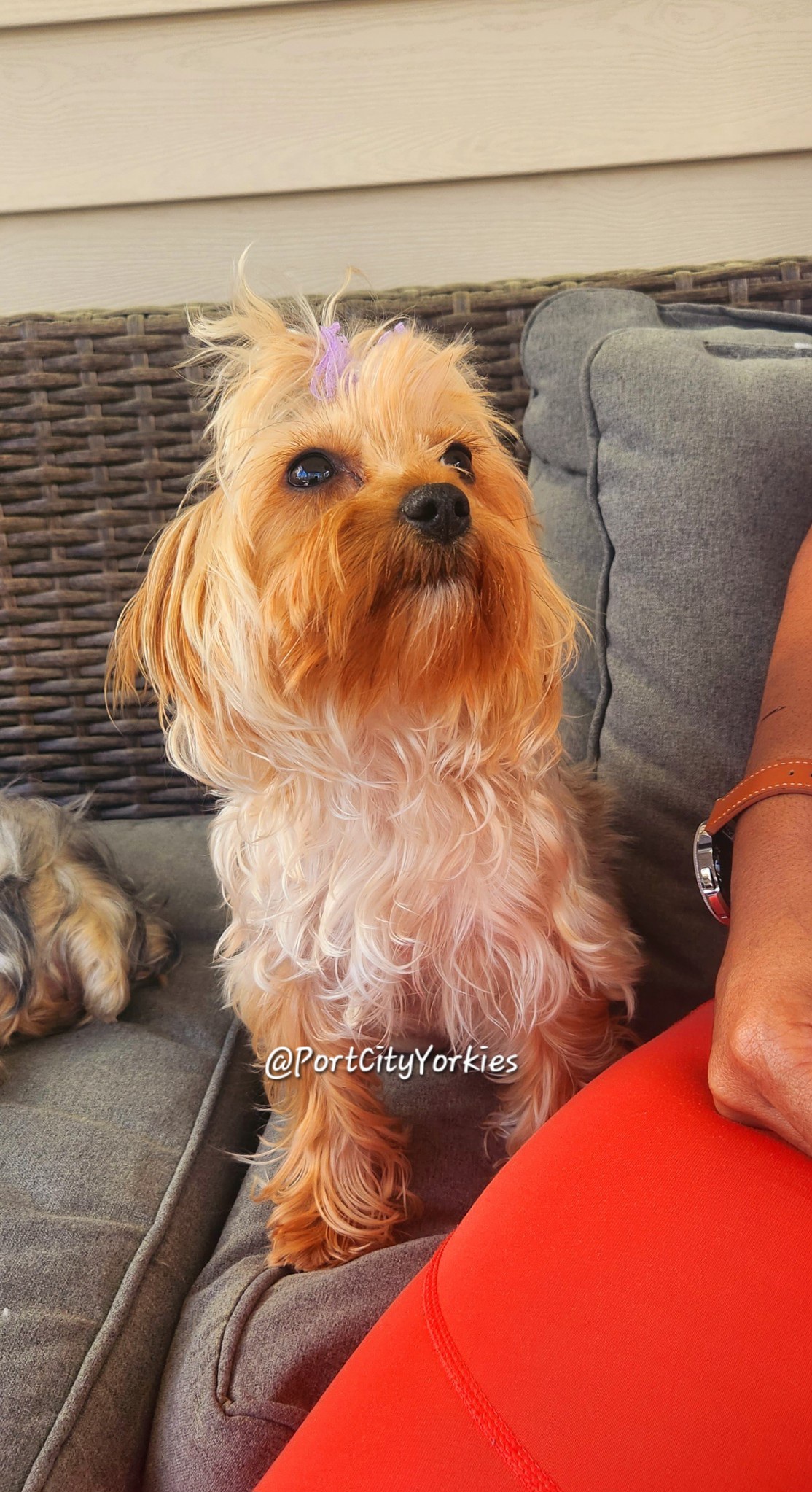 Charlee - Yorkshire Terrier