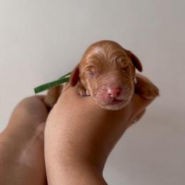 French Fry - Caramel red male Australian Labradoodle puppy in Belding, Michigan from Rutu Australian Labradoodles