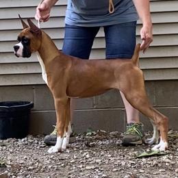Abby - Fawn female Boxer puppy in Butler, Pennsylvania from Schaible's Boxer Huddle