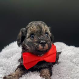 Boy 2 Mr. Red - Black Schnoodle puppy in Leitchfield, Kentucky from Eveleigh Acres Puppies