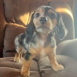 Taffy - Dapple female Dachshund puppy in Arthur, Illinois from Chupp’s Puppies