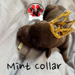 Mint collar - Red and rust female Doberman Pinscher puppy in Canton, Ohio from Aaliyah’s Dobies