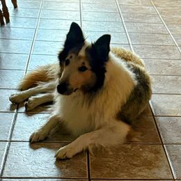 Maci Grace of KLW Farm - Sable and white female Collie puppy in Honaker, Virginia from KLW Farm
