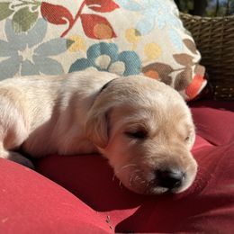Charlie - Yellow male Labrador Retriever puppy in Alger, Ohio from Osborne Family Retrievers