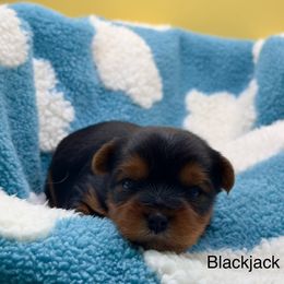 Male 1 - Blue and gold Yorkshire Terrier puppy in Lake Helen, Florida from FronkLinn Kennel