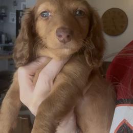 Liberty - Red female Dachshund puppy in Brandon, Florida from Knights Dachshunds