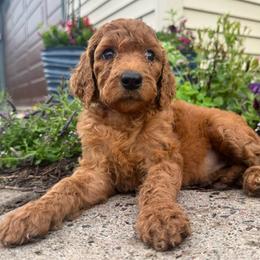 Georgia - Red female Irish Doodle puppy in Hammond, Wisconsin from Queen of the Hill Puppies
