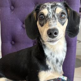 Dachshund puppies from Star Catcher Pups