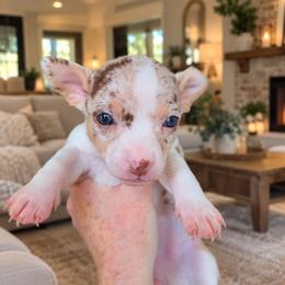 Annabella - Merle female Chihuahua puppy in Eustis, Florida from Chichianna's Legacy