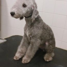 Boy 3 - Bedlington Terrier puppy from Meridian Bedlington Terriers