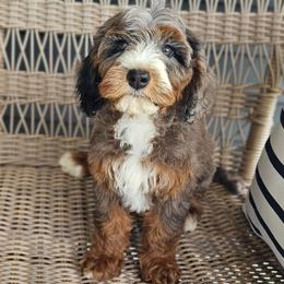 Abba - Blue merle female Bernedoodle puppy in Glenford, Ohio from Mi-De Doodles