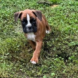 Purple collar - Fawn female Boxer puppy in Tennessee from Bellmont Boxers East TN