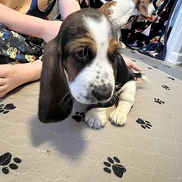 Basset Hound Puppies from Olveras Hound of Ohio