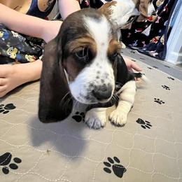 Basset Hound Puppies from Olveras Hound of Ohio