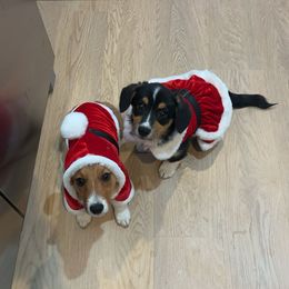 Pembroke Welsh Corgi Puppies from Lucky’s Corgis Veteran Owned