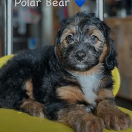 Polar Bear - Black phantom male Aussiedoodle puppy in Lancaster, Minnesota from Finney Ranch