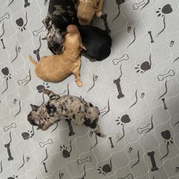 Aussiedoodle, Australian Shepherd, Old English Sheepdog, and Sheepadoodle Puppies from Star Garnet Pups